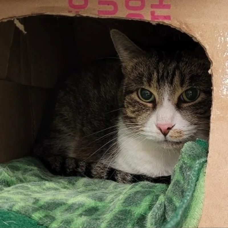 A senior large-sized male White Domestic Short Hair cat named Sammy for adoption in Dickinson, TX