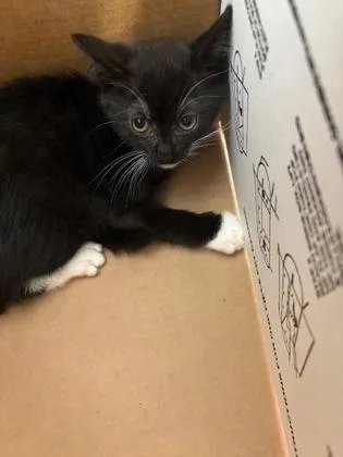 A baby small-sized female Domestic Medium Hair cat named Glowworm for adoption in West Chester, PA