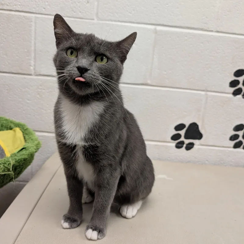 A young medium-sized female Domestic Short Hair cat named Bella for adoption in Smithfield, NC