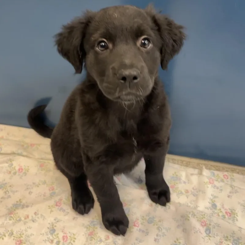 A baby medium-sized male Black Mixed Breed dog named Alfred for adoption in Washington Township, OH