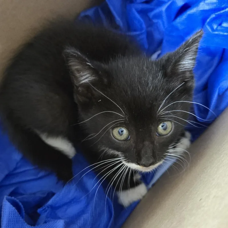 A baby small-sized male Black Domestic Short Hair cat named Lincoln for adoption in Newark, NJ