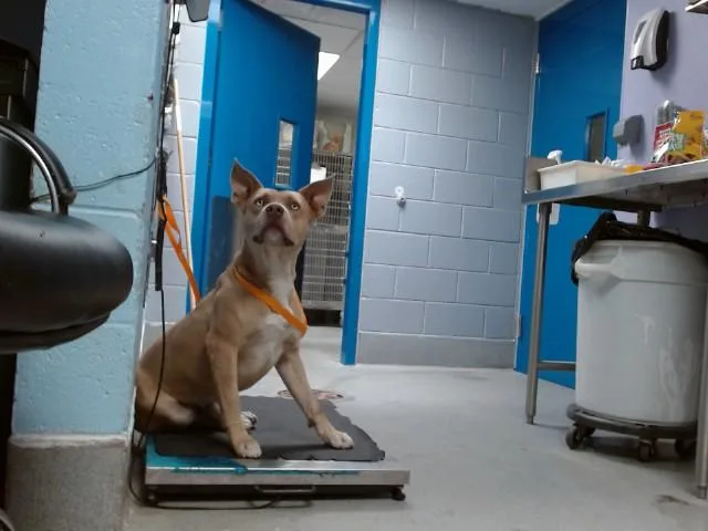 A young medium-sized male Pit Bull Terrier dog named Tanny for adoption in Albuquerque, NM