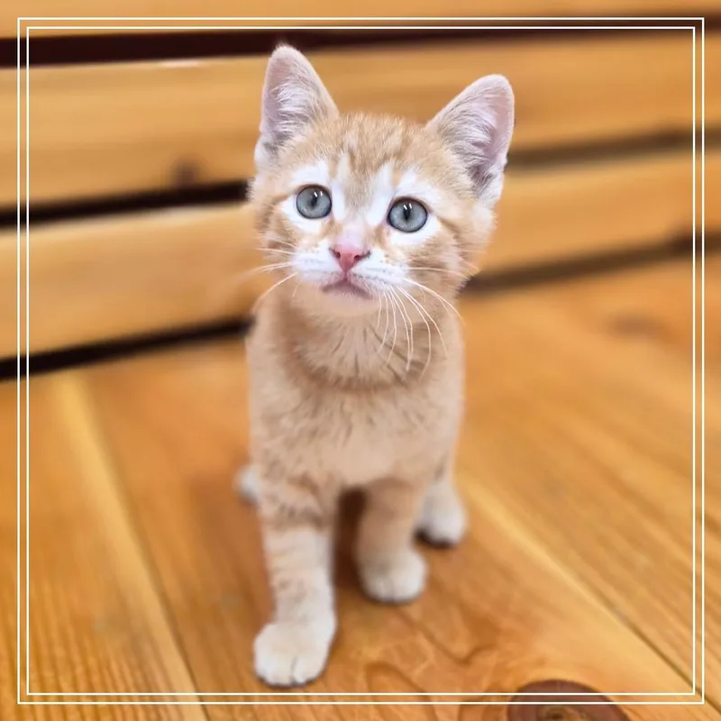 A baby small-sized male Domestic Short Hair cat named Whiskers for adoption in Woodstock, IL