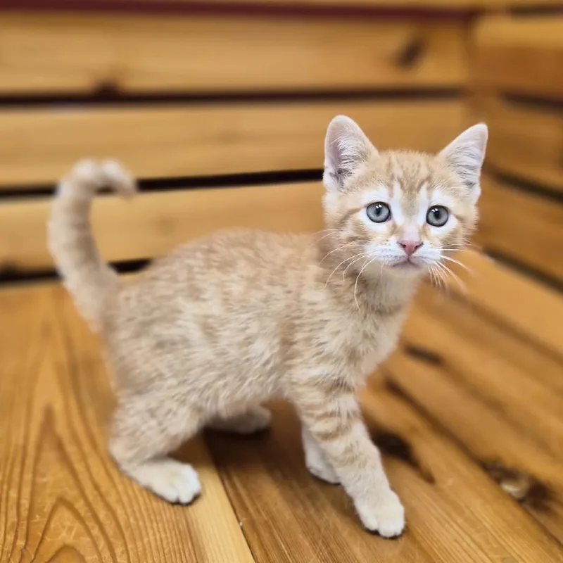Whiskers thumbnail 2