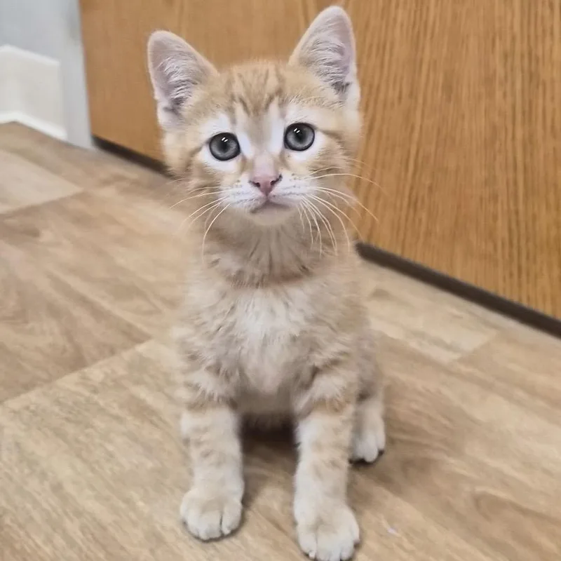 Whiskers thumbnail 3