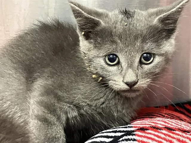 A baby small-sized female Domestic Short Hair cat named Monkey for adoption in Tustin, CA
