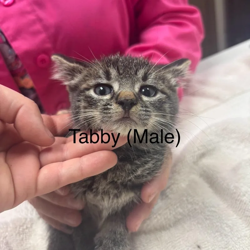 A baby small-sized male Brown / Chocolate Domestic Short Hair cat named Serrano for adoption in Milan, IL