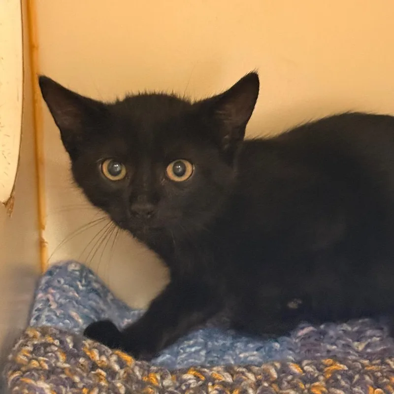 A baby small-sized male Black Domestic Short Hair cat named Magpie for adoption in South Elgin, IL