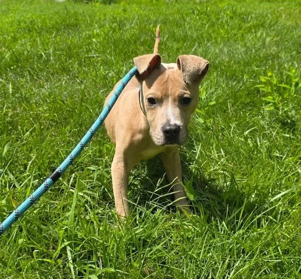 A young medium-sized male Pit Bull Terrier dog named Narwhal for adoption in Salisbury, MD