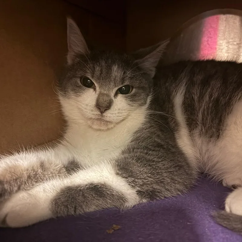 An adult large-sized female Domestic Short Hair cat named Frost for adoption in Fairport, NY