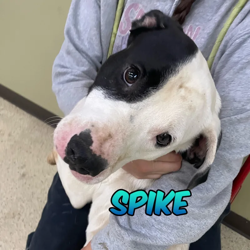 Spike