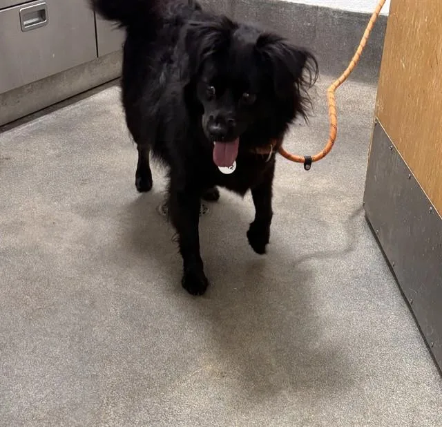 An adult small-sized male Schipperke dog named Uno for adoption in Upper Marlboro, MD