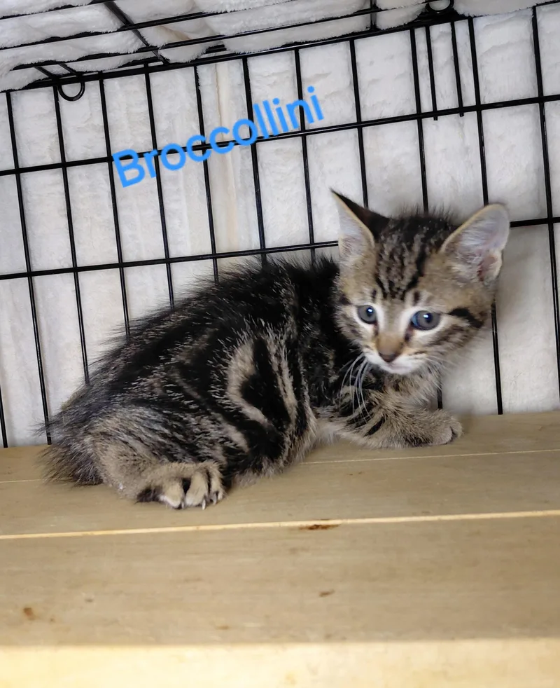 A baby medium-sized male Tabby (Brown / Chocolate) Domestic Short Hair cat named Broccollini for adoption in Bethpage, NY