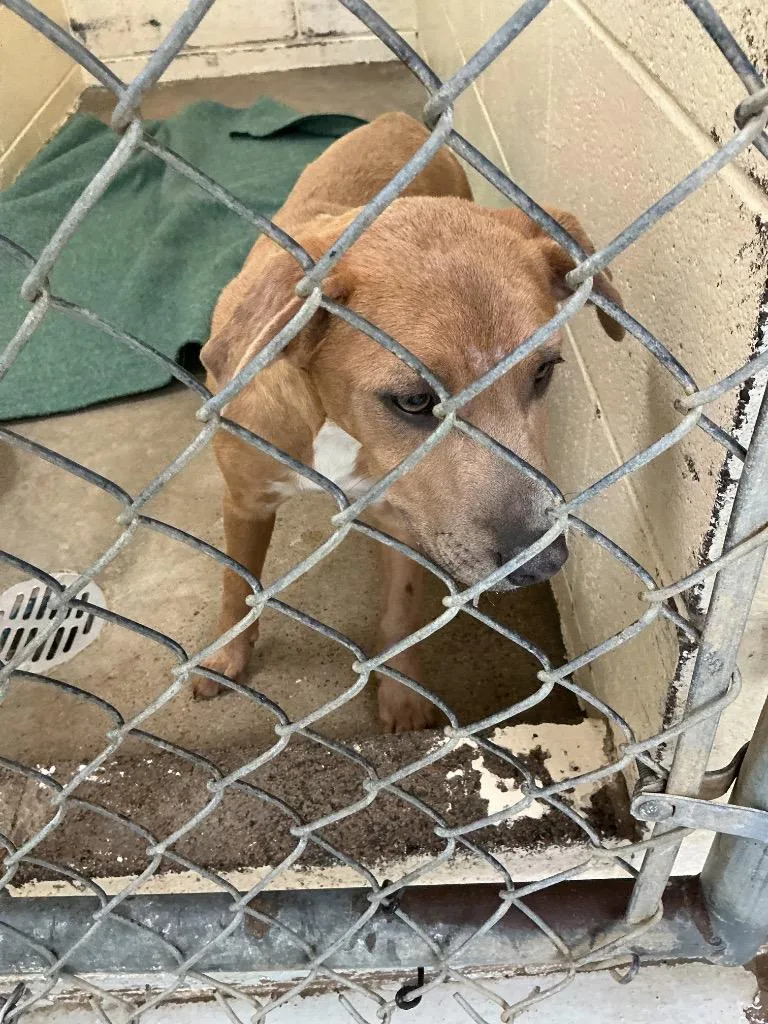 A baby medium-sized female Mixed Breed dog named Sprout for adoption in Dyersburg, TN