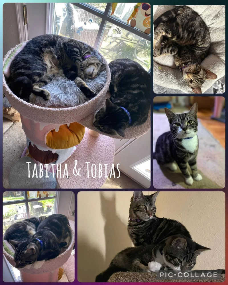 Tobias And Tabitha