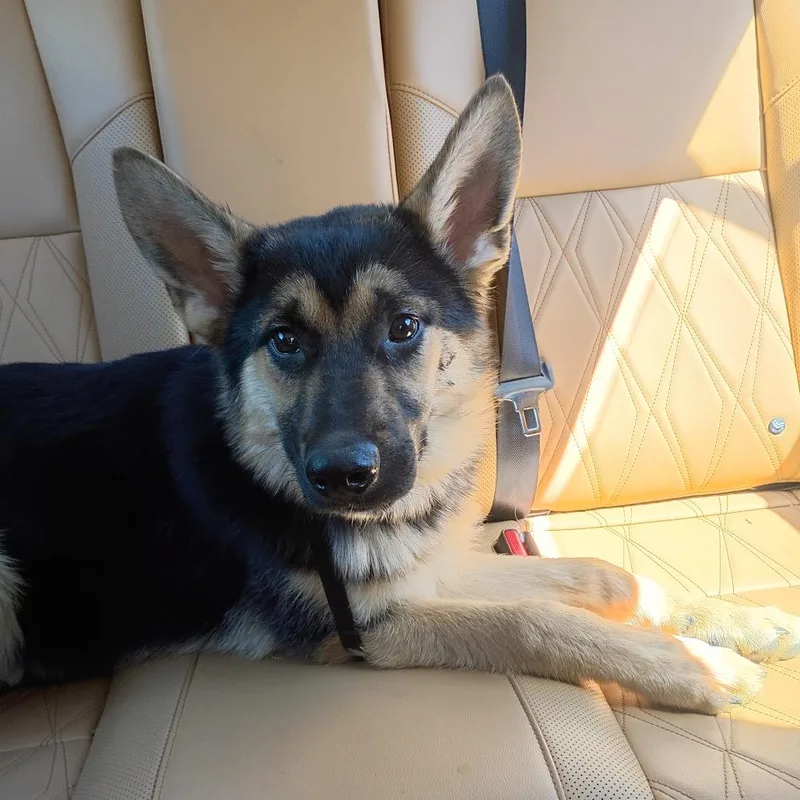 A young medium-sized male Black German Shepherd Dog dog named Carpenter Bee Bee for adoption in Greensboro, NC