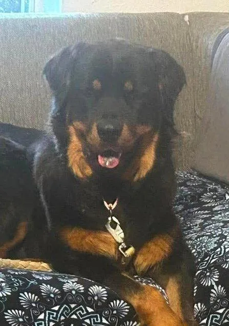 An adult large-sized male Rottweiler dog named Apollo for adoption in Hillsboro, NH