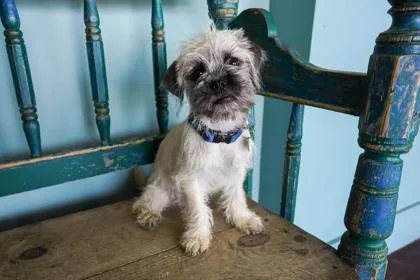 A baby small-sized male Brussels Griffon dog named Zoomer for adoption in San Antonio, TX