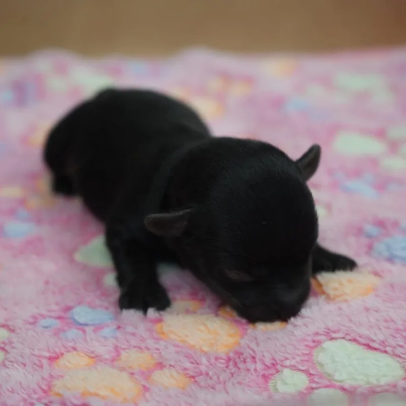 A baby small-sized male Yorkshire Terrier dog named Ganache for adoption in Coachella, CA