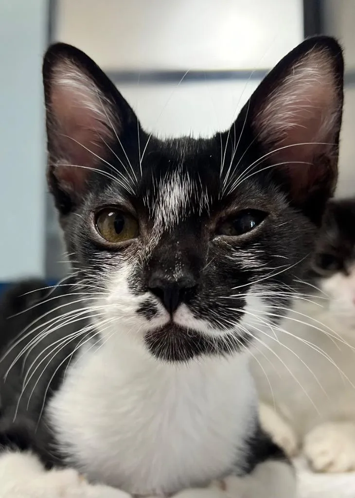 A baby small-sized female Domestic Short Hair cat named Mita for adoption in Cottonwood, AZ