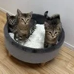 A baby medium-sized male Tabby (Brown / Chocolate) Domestic Short Hair cat named Travis for adoption in St. Augustine, FL