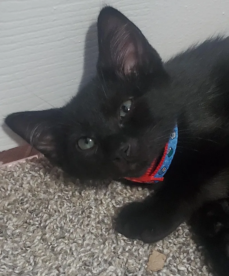Winston