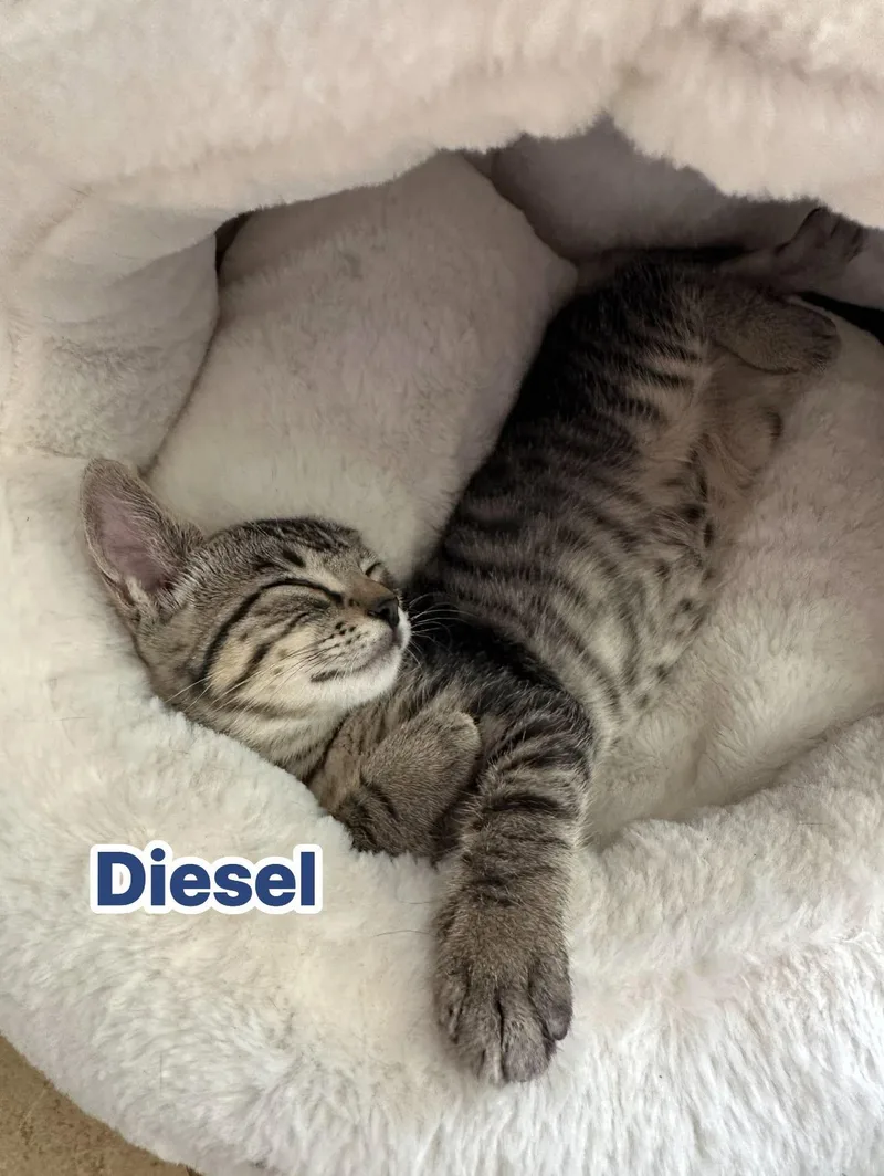 A baby medium-sized male Tabby (Gray / Blue / Silver) Domestic Short Hair cat named Diesel for adoption in Queen Creek, AZ