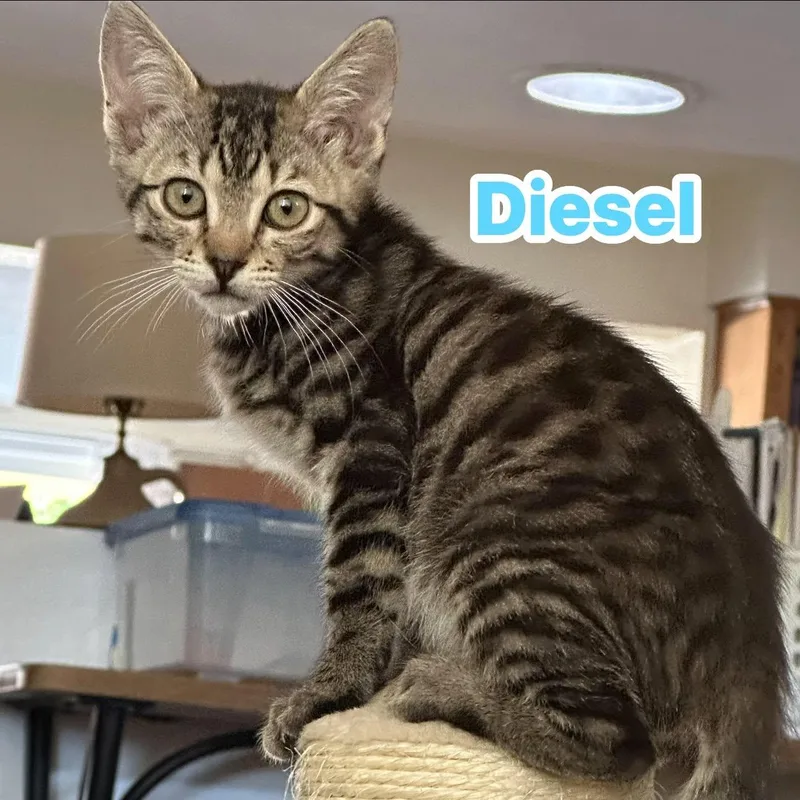 Diesel thumbnail 3
