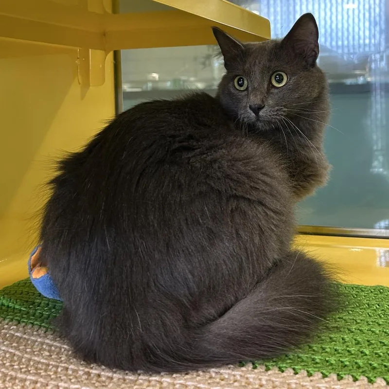 A young large-sized male Gray / Blue / Silver Domestic Medium Hair cat named Fava Jabba for adoption in Abilene, TX