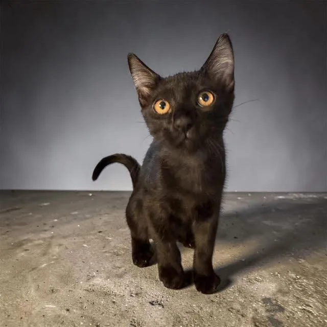 A baby small-sized male Black Domestic Short Hair cat named Lev Kot for adoption in Chandler, AZ