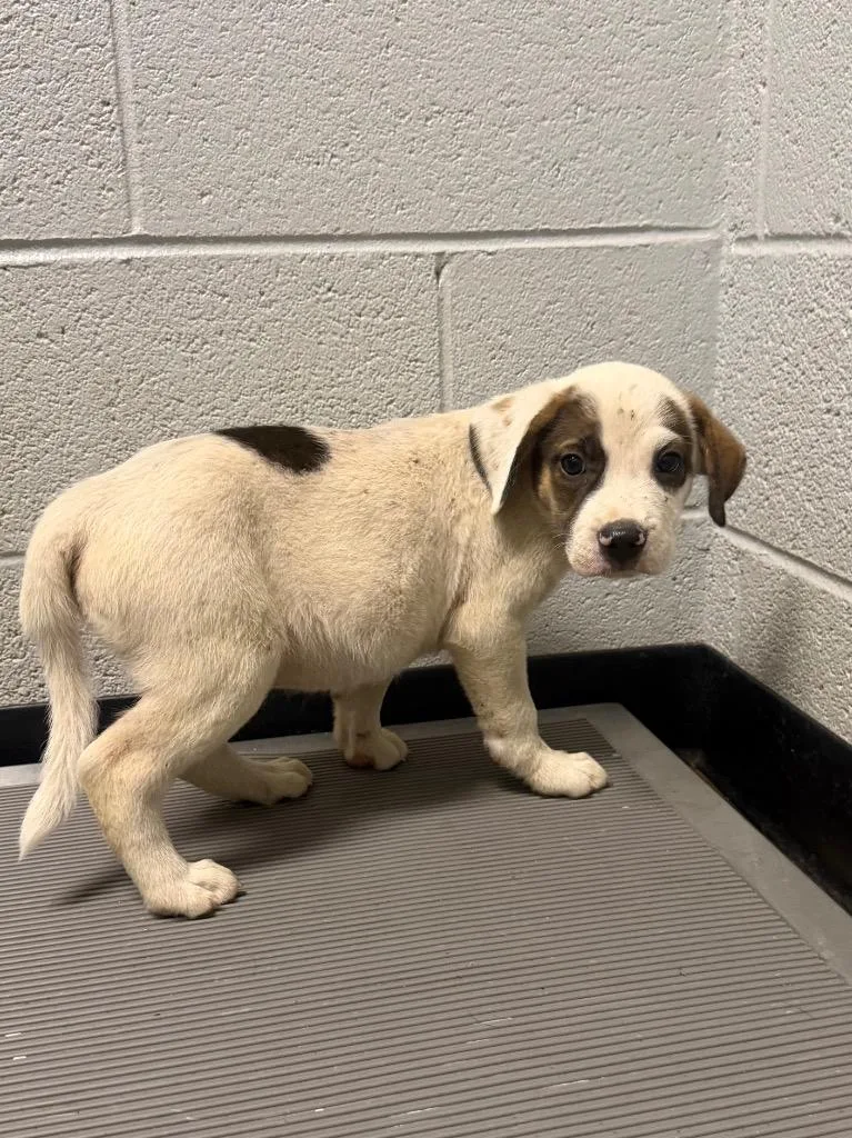 A baby large-sized male Mixed Breed dog named Willie for adoption in Henderson, NC