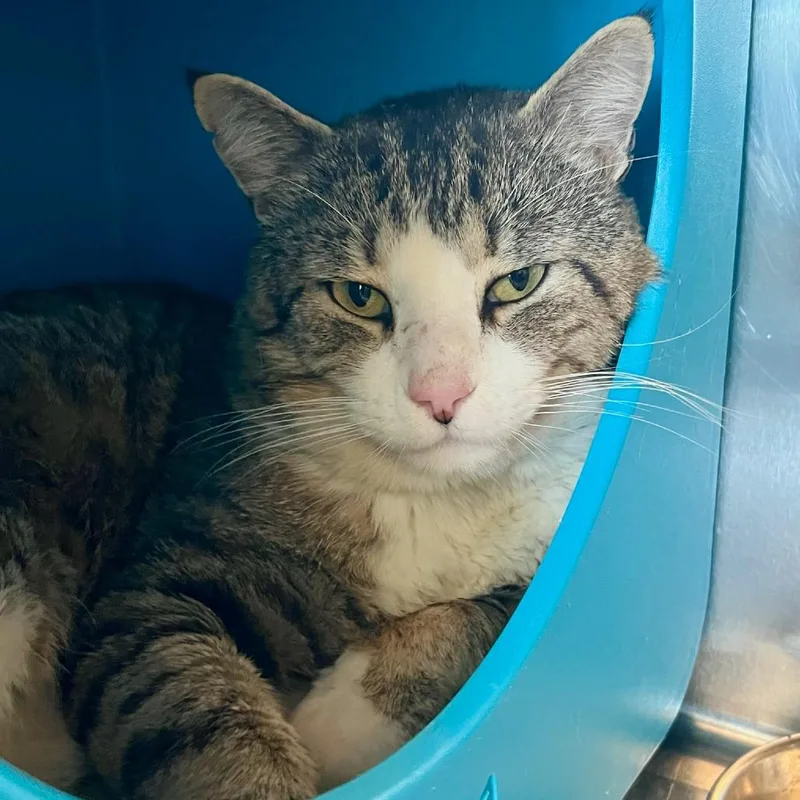 An adult large-sized male Brown / Chocolate Domestic Short Hair cat named O'Malley for adoption in Tacoma, WA