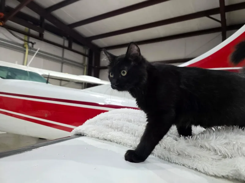 A baby medium-sized male Black Domestic Long Hair cat named Magneto for adoption in Houston, TX