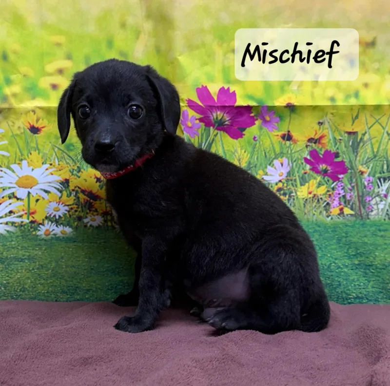 A baby medium-sized male Black Mixed Breed dog named Mischief for adoption in Urbana, OH