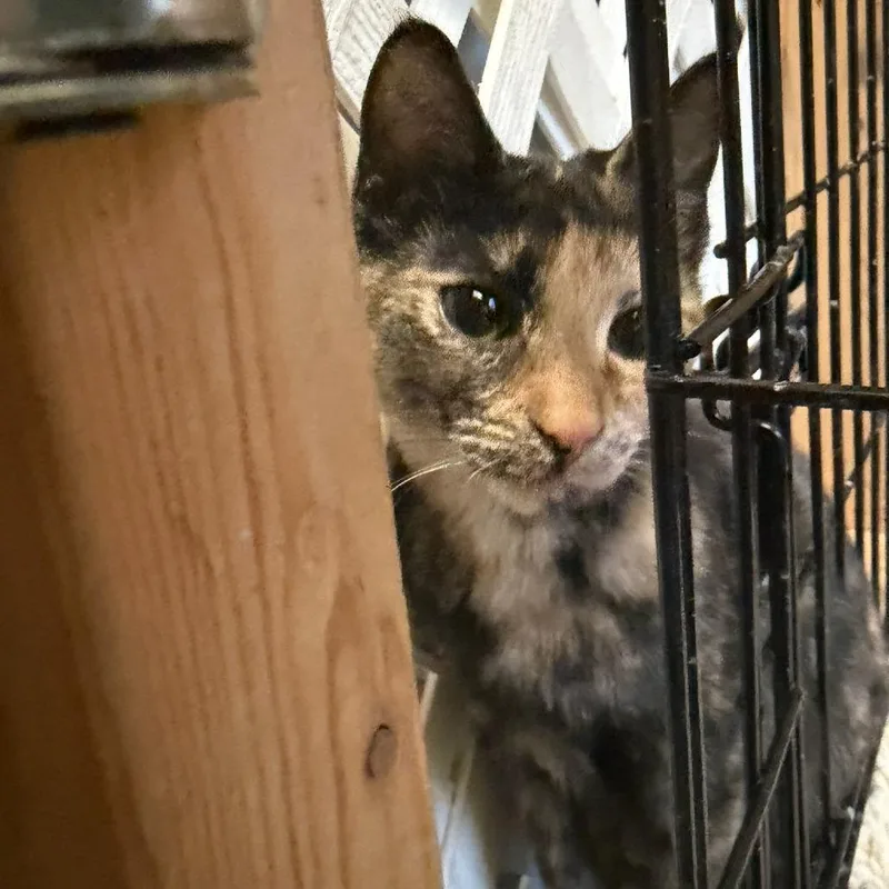 A young small-sized female Tortoiseshell Domestic Short Hair cat named Luna for adoption in Hopewell, VA