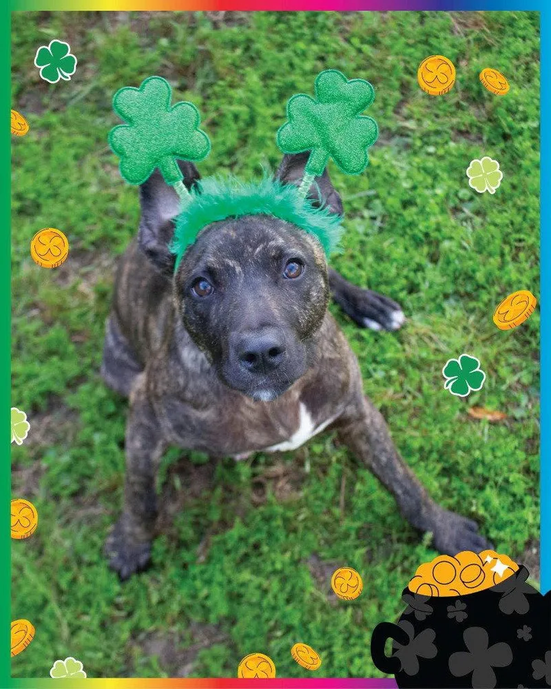 A young medium-sized male Black Mouth Cur dog named Ringo for adoption in Bloomfield, CT