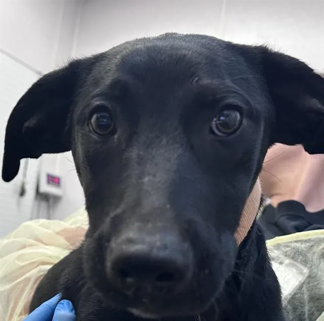 A young small-sized female Border Collie dog named Purinthia for adoption in Tucson, AZ