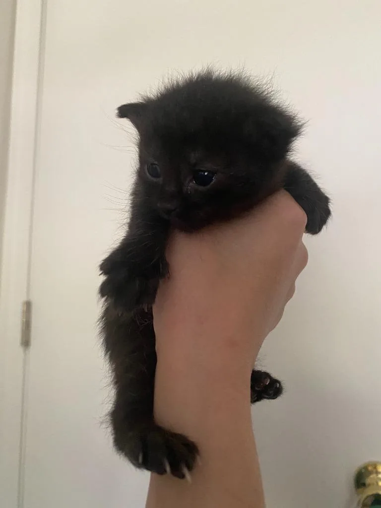 A baby small-sized female Domestic Short Hair cat named Toast for adoption in Pitman, NJ