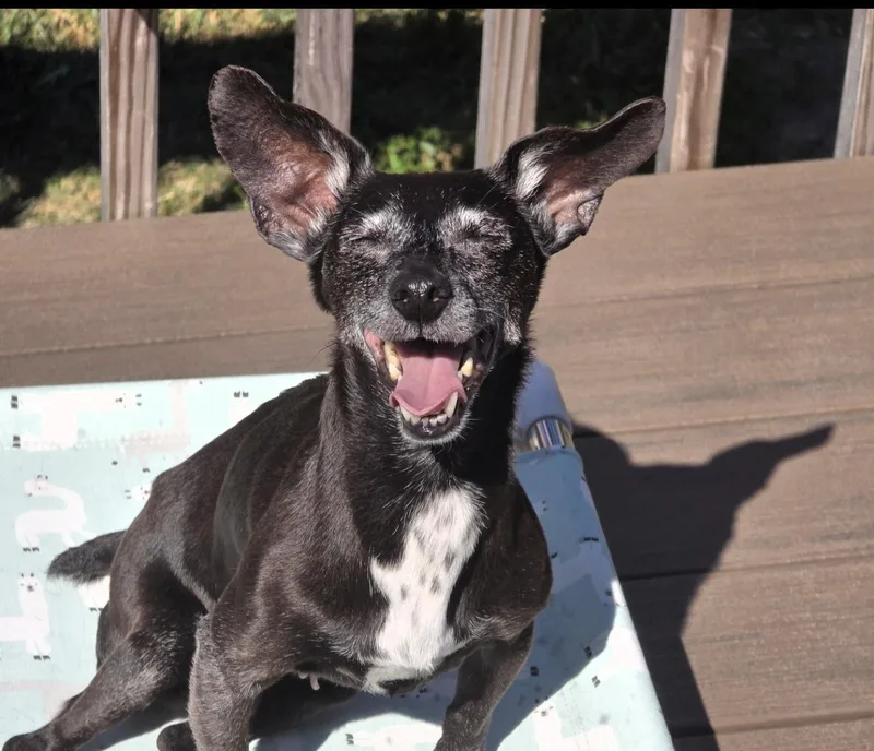 A senior small-sized female Black Dachshund dog named Weenie for adoption in Cincinnati, OH