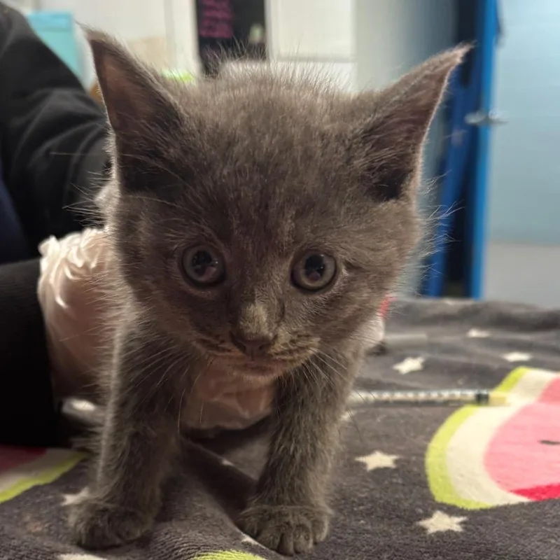 A baby small-sized male Gray / Blue / Silver Domestic Short Hair cat named Willy for adoption in Newark, NJ