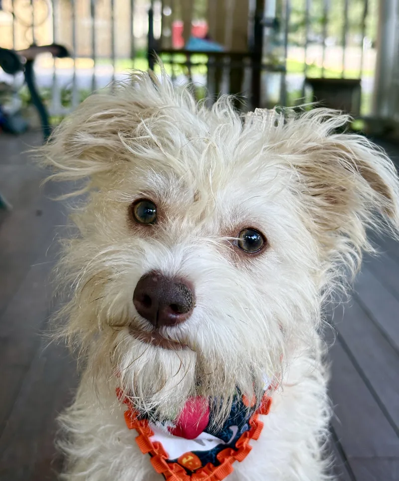 A young small-sized female Terrier dog named Popcorn for adoption in Cypress, TX