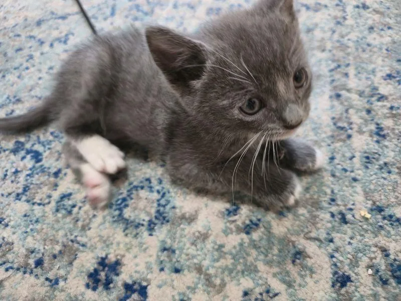 Baby Jack Bonded Wbaby