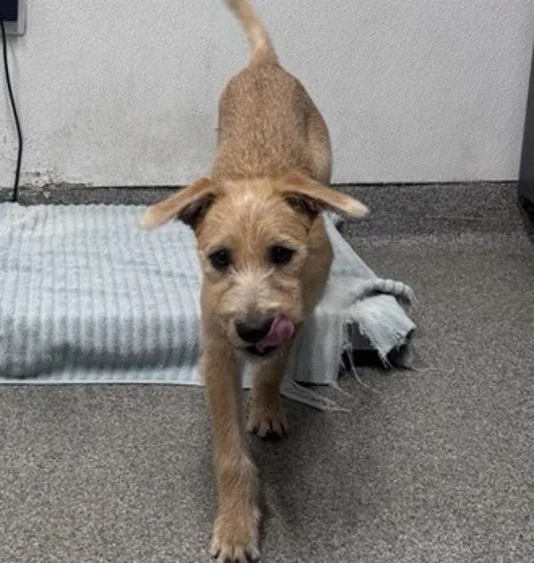 A young medium-sized female Terrier dog named Bambi for adoption in Escondido, CA
