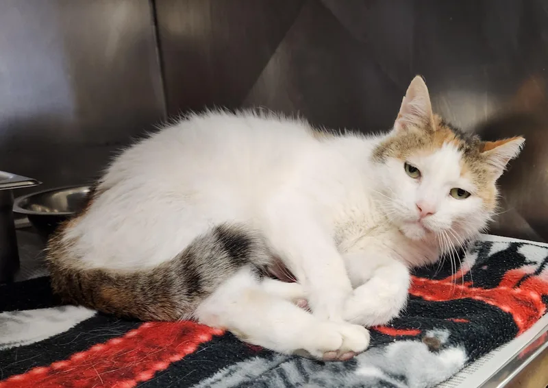 An adult medium-sized female Calico Domestic Short Hair cat named Prosciutto for adoption in Clayton, NJ