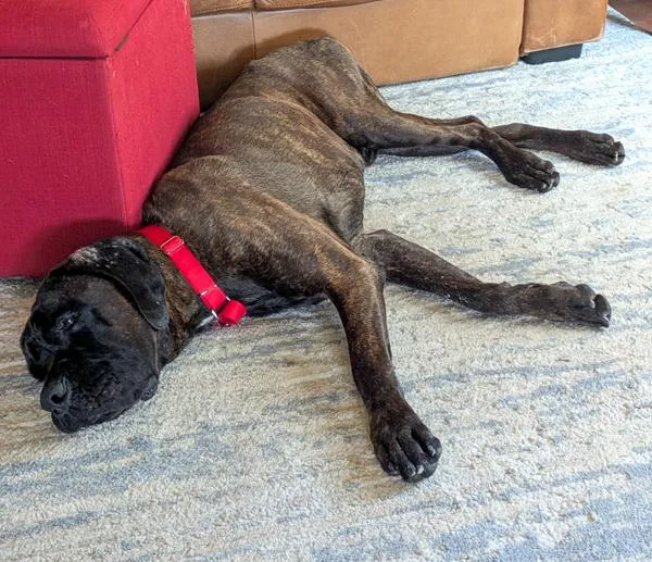 An adult large-sized male Mastiff dog named Zeus for adoption in Des Moines, IA