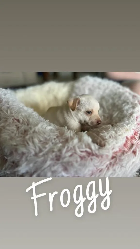 A baby small-sized male Chihuahua dog named Froggy for adoption in Labelle, FL