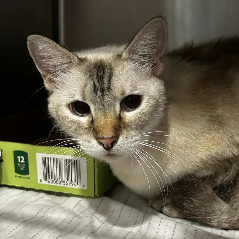 A senior large-sized female Domestic Short Hair cat named Granny Goose Egg for adoption in Chattanooga, TN