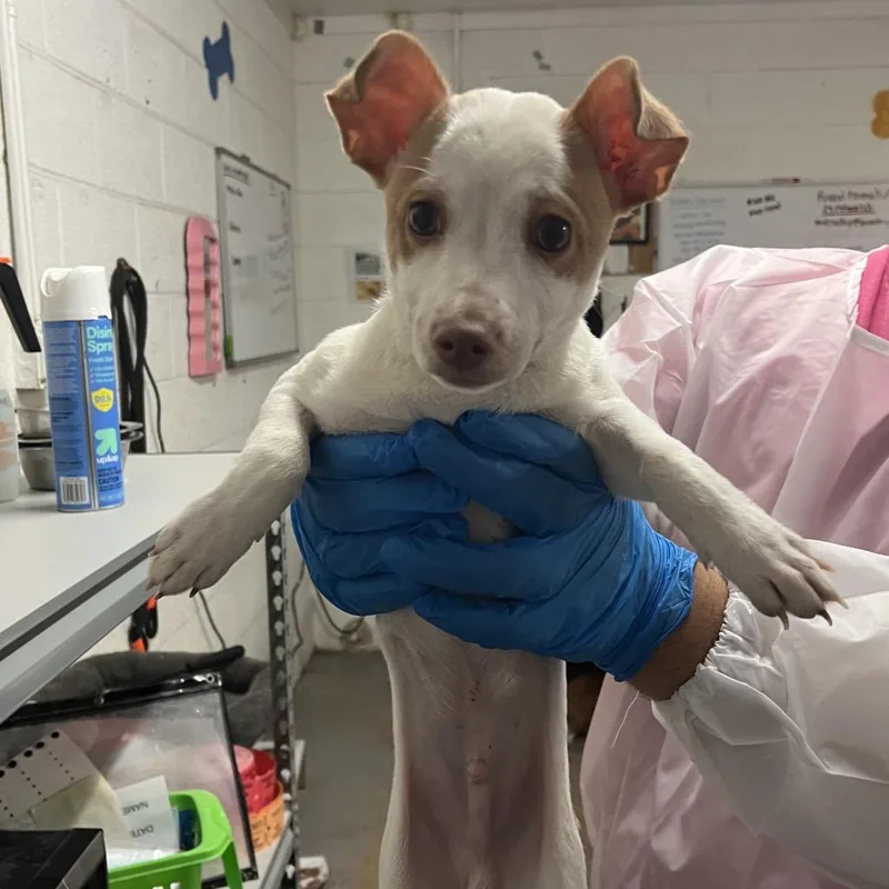 A baby small-sized male White / Cream Jack Russell Terrier dog named Patch for adoption in Edinburg, TX