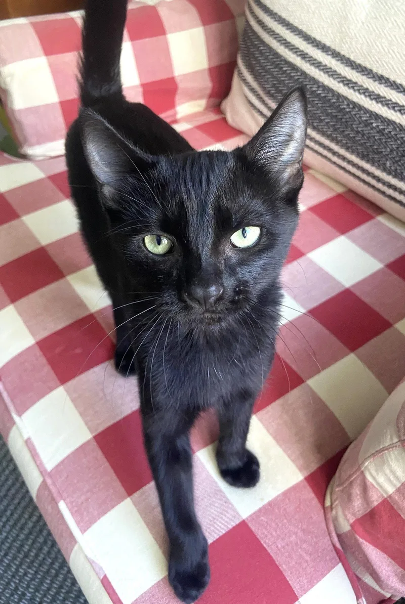 A baby medium-sized female Black Domestic Short Hair cat named Silly Putty for adoption in Shawnee, KS