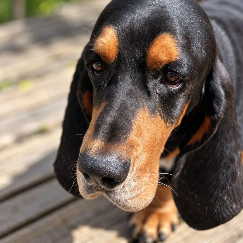 An adult medium-sized male Black Basset Hound dog named Roscoe for adoption in Plain City, OH